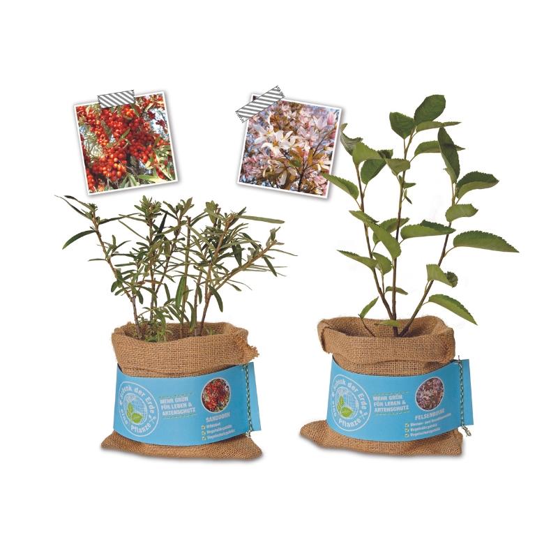 Schenk der Erde eine Pflanze - Felsenbirne